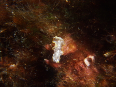 Prostheceraeus moseleyi