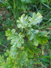 Quercus robur
