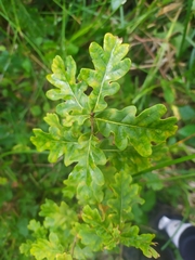Quercus robur