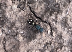 Ephutomorpha bicolorata