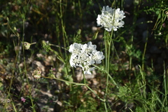 Orlaya grandiflora