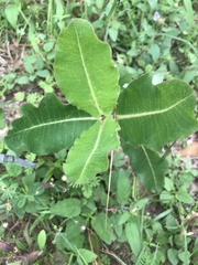 Asclepias amplexicaulis
