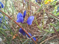 Polygala microphylla