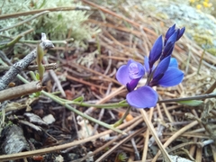 Polygala microphylla