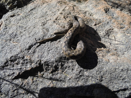 Photo of a Peru Slender Snake (Tachymenis peruviana)