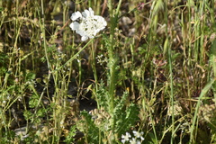 Tyrimnus leucographus