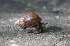 Lissachatina fulica