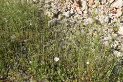 Tyrimnus leucographus