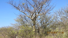 Bursera submoniliformis