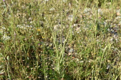 Tyrimnus leucographus