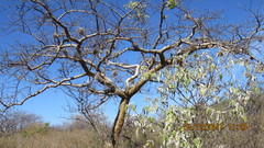 Bursera submoniliformis