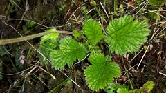 Geum cockaynei