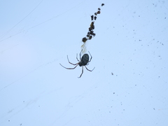 Trichonephila sexpunctata