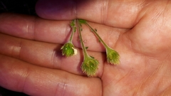 Geum cockaynei