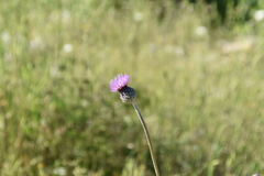 Tyrimnus leucographus