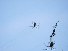 Trichonephila sexpunctata