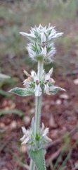 Stachys germanica