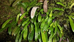 Notogrammitis patagonica