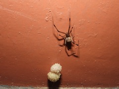 Latrodectus geometricus
