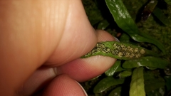 Notogrammitis patagonica