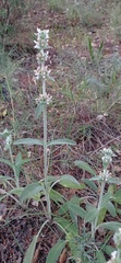 Stachys germanica
