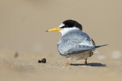 Little Tern