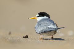 Little Tern photo 2