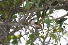 Campylorhynchus griseus