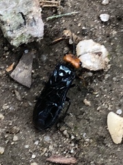 Acantholyda erythrocephala