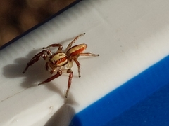 Cytaea alburna