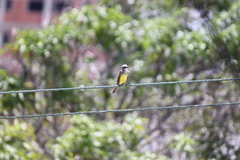 Tyrannus melancholicus