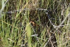 Rhodostrophia calabra