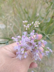 Chromolaena christieana