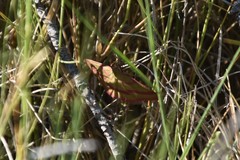 Rhodostrophia calabra