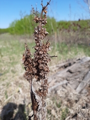Rumex crispus fauriei