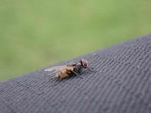 Photo of Common House Fly (Musca domestica)