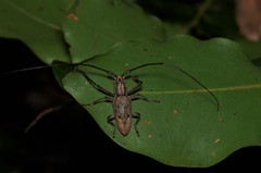 Pelargoderus papuanus