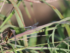 Erythrodiplax atroterminata