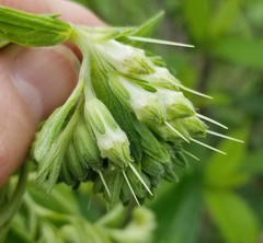 Lithospermum subsetosum