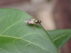 Actina viridis
