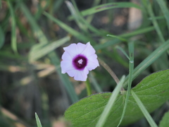 Ipomoea grandifolia