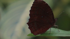 Elymnias hypermnestra beatrice