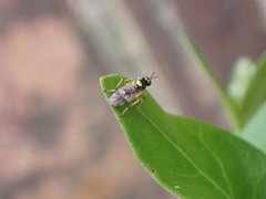 Actina viridis