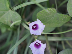 Ipomoea grandifolia