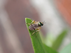 Actina viridis