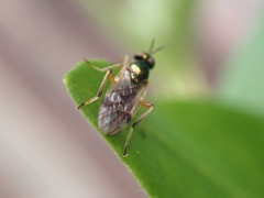 Actina viridis