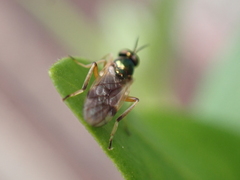 Actina viridis