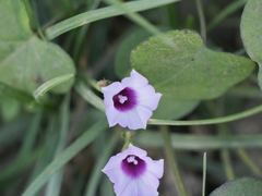 Ipomoea grandifolia