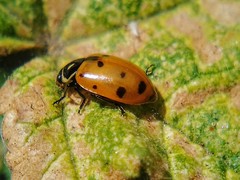 Hippodamia convergens