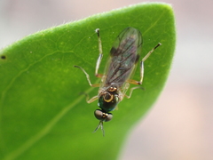 Actina viridis